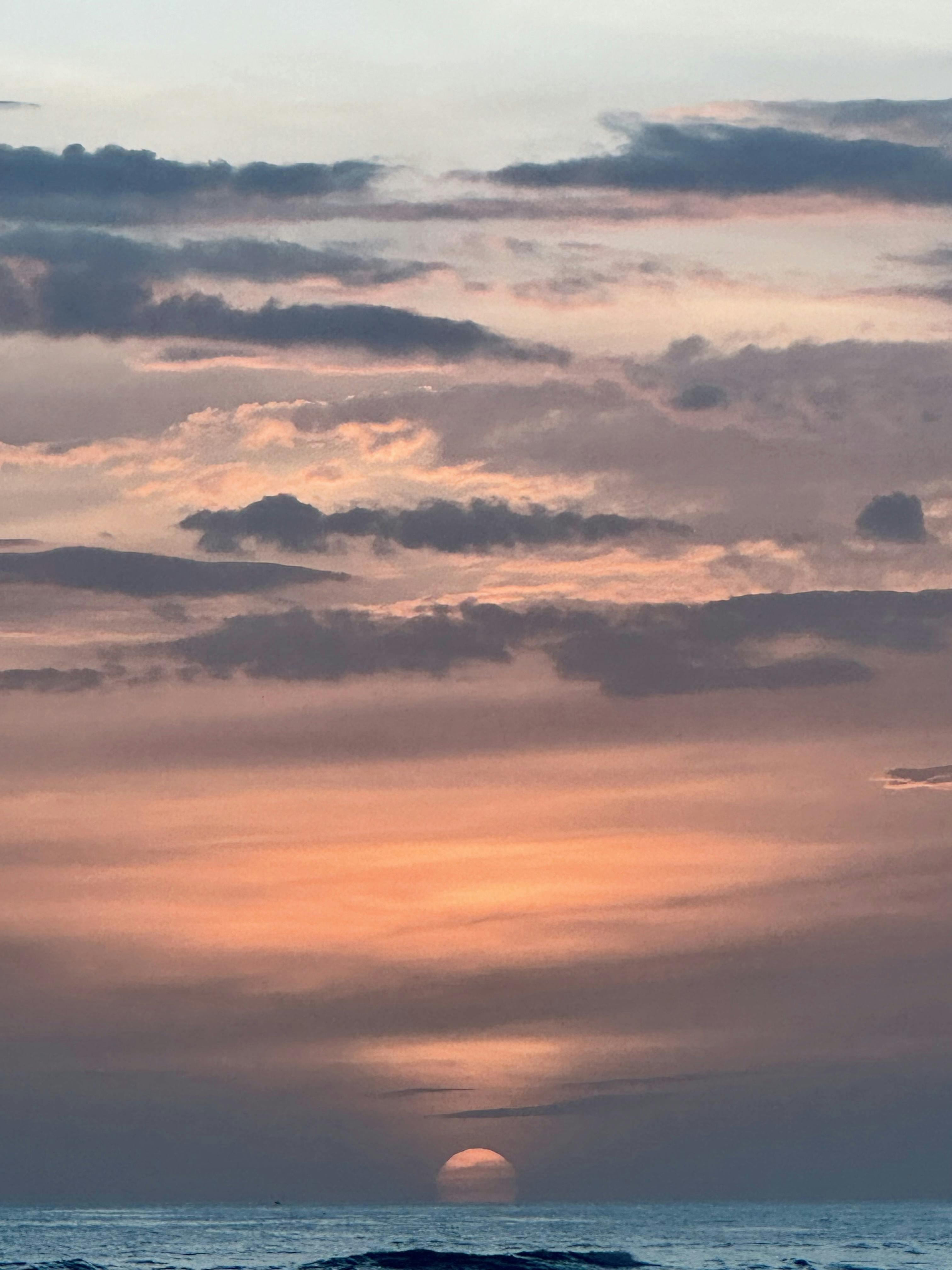 Journals from the Jungle